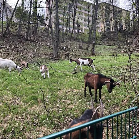 Apartment Penthousewohnung Gasteinblick *